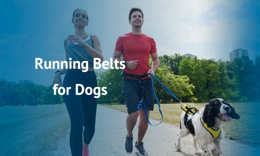 Running Belt for Dogs
